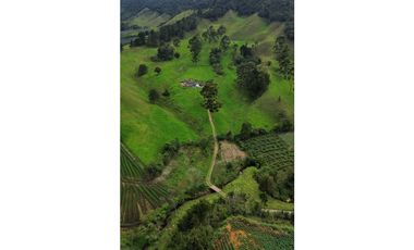 SE VENDE FINCA GANADERA PRODUCTIVA  EN LA CEJA 14 HECTREAS VDA SAN GE