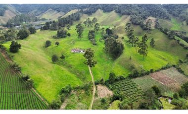 SE VENDE FINCA GANADERA PRODUCTIVA  EN LA CEJA 14 HECTREAS VDA SAN GE