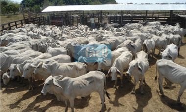 Venta Finca ganadera en Cumaribo Vichada