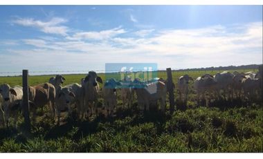 Finca ganadera no inundable y aguas en verano en Cumaribo Vichada