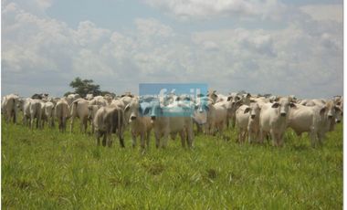 Finca ganadera no inundable y aguas en verano en Cumaribo Vichada