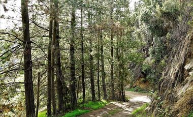 Agrícola en Venta en La Isla - La Vega, Cuesta La Dormida - Olmué