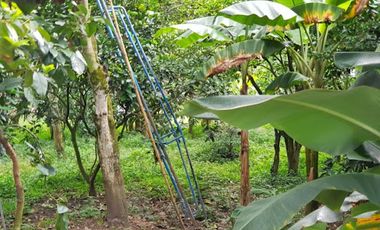 VENTA de FINCAS en MESITAS DEL COLEGIO