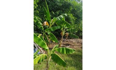 Casa Campestre  en Venta Melgar  vía Carmen de Apicala Quinta Villa Flor frente a la Estancia