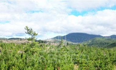 Agrícola en Venta en COD38626 Ruta Los Conquistadores Sauzal Cauquenes