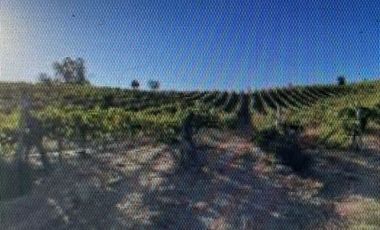 Agrícola en Venta en Casablanca