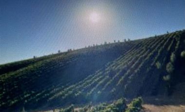 Agrícola en Venta en Casablanca