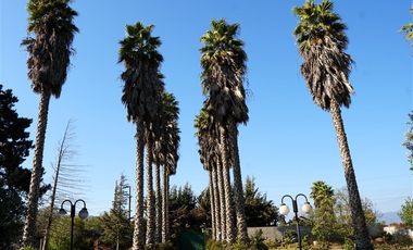 Casa en Arriendo en Parcela Ex Fundo Miraflores - San Pedro - Quillota