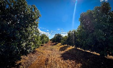 Predio Agrícola en Venta en Mixtlán, Jalisco | 108 Has con Agua y Aguacate