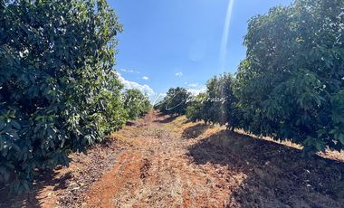Predio Agrícola en Venta en Mixtlán, Jalisco | 108 Has con Agua y Aguacate