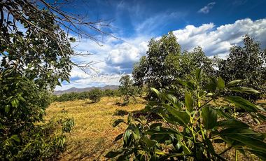 Predio Agrícola en Venta en Mixtlán, Jalisco | 108 Has con Agua y Aguacate