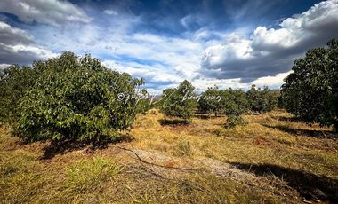 Predio Agrícola en Venta en Mixtlán, Jalisco | 108 Has con Agua y Aguacate