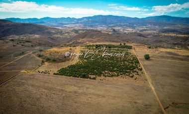 Predio Agrícola en Venta en Mixtlán, Jalisco | 108 Has con Agua y Aguacate