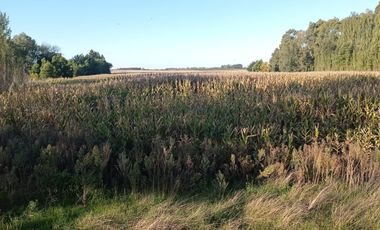 CAMPO EN VENTA EN NECOCHEA