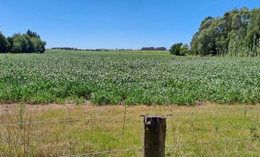 CAMPO EN VENTA EN NECOCHEA
