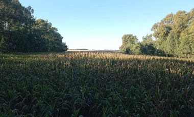 CAMPO EN VENTA EN NECOCHEA