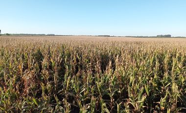 CAMPO EN VENTA EN NECOCHEA