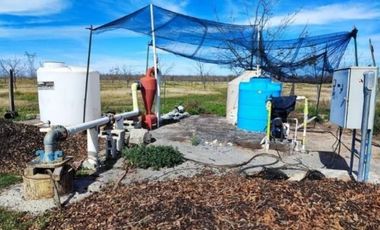 Huerta Nogalera en Venta, Rancho  El Ausente, Parras de la Fuente Coahuila
