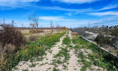 Huerta Nogalera en Venta, Rancho  El Ausente, Parras de la Fuente Coahuila