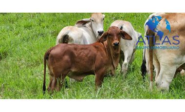 OPORTUNIDAD VENTA DE FINCA EN BARRANCABERMEJA /SANTANDER COD 788