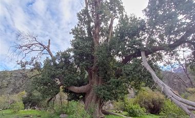 Parcela en Venta en Camino El Volcan 4639 El Canelo