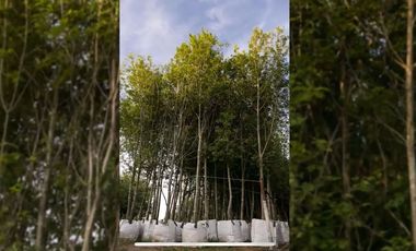 RANCHO EN VENTA EN MONTEMORELOS