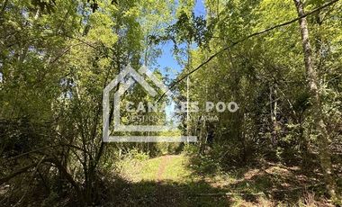 Campo Hermoso camino Panguipulli Los Lagos