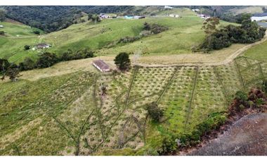 Finca agroindustrial ubicada en el municipio de La Unión Antioquia