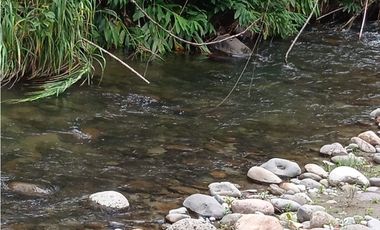 OPORTUNIDAD DE INVERSION, LOTE EN VENTA, SALENTO QUINDIO