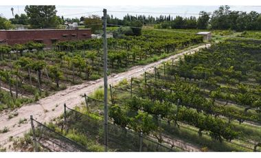 VENTA DE FINCA 4.7 HAS EN CALLEJON TORO- LA LIBERTAD , RIVADAVIA