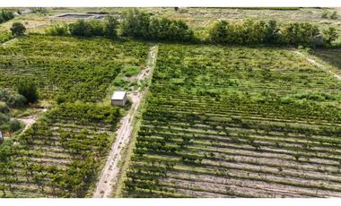 VENTA DE FINCA 4.7 HAS EN CALLEJON TORO- LA LIBERTAD , RIVADAVIA