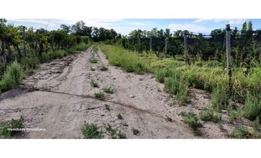 VENTA DE FINCA 4.7 HAS EN CALLEJON TORO- LA LIBERTAD , RIVADAVIA