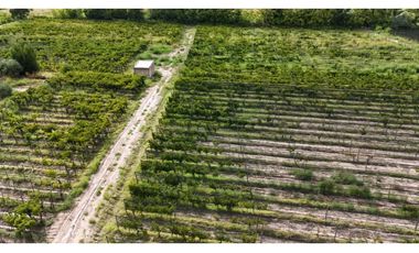 VENTA DE FINCA 4.7 HAS EN CALLEJON TORO- LA LIBERTAD , RIVADAVIA