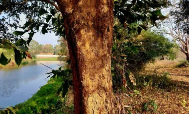 Land for sale in Wiang Chai, Chiang Rai