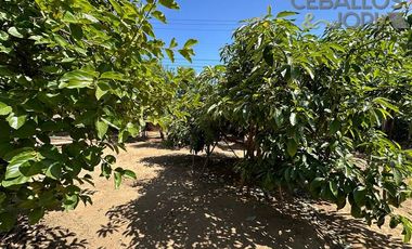Parcela en Venta en Lo Hidalgo, Villa Alemana