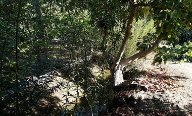 Agrícola en Venta en Quillota Urbano