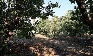 Agrícola en Venta en Quillota Urbano