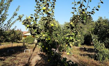 Agrícola en Venta en Quillota Urbano