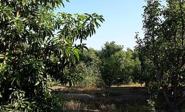 Agrícola en Venta en Quillota Urbano