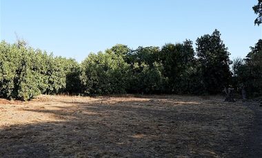 Agrícola en Venta en Quillota Urbano