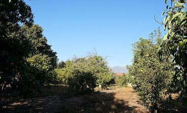 Agrícola en Venta en Quillota Urbano