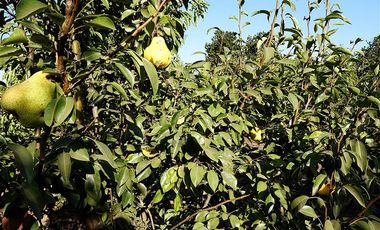 Agrícola en Venta en Quillota Urbano