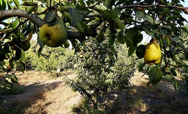 Agrícola en Venta en Quillota Urbano
