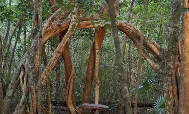 Terreno con Villa y Cenote en Ruta de Los Cenotes, Puerto Morelos