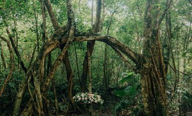 Terreno con Villa y Cenote en Ruta de Los Cenotes, Puerto Morelos