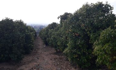 Inversionistas, Terreno De 85 Hectáreas En Culiprán