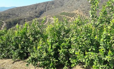 Inversionistas, Terreno De 85 Hectáreas En Culiprán