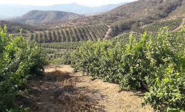 Inversionistas, Terreno De 85 Hectáreas En Culiprán