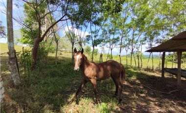 Finca en venta de 15 HAS el Lirio Arraijan (DR)