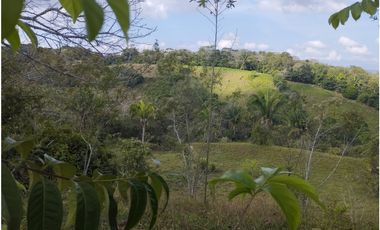 Finca en venta de 15 HAS el Lirio Arraijan (DR)